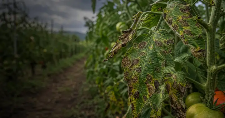 Alternarioza la plante