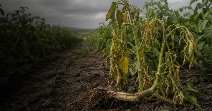 Fuzarioza la culturi agricole