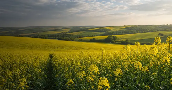 Rapita in Moldova