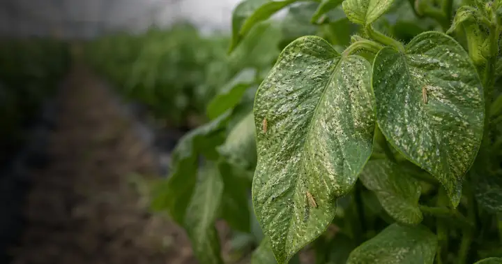 Tripsi la legume si flori